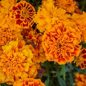 Marigolds - good for companion planting