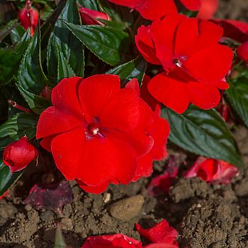 red New Guinea Impatiens