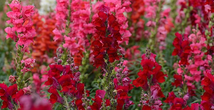 "Red and pink snapdragons"