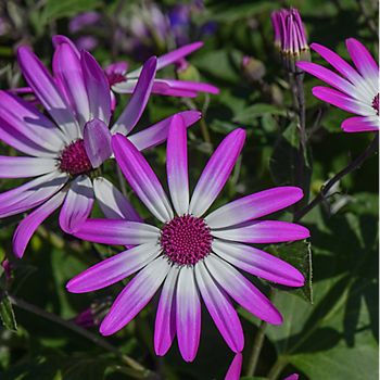 Purple Senetti