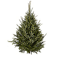 180-210cm Fraser fir Cut christmas tree