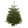 180-210cm Nordmann fir Cut christmas tree