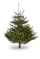 180-210cm Nordmann fir Large Full Cut christmas tree