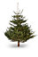 180-210cm Nordmann fir Large Full Cut christmas tree