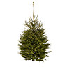 180-210cm Norway spruce Large Full Cut christmas tree