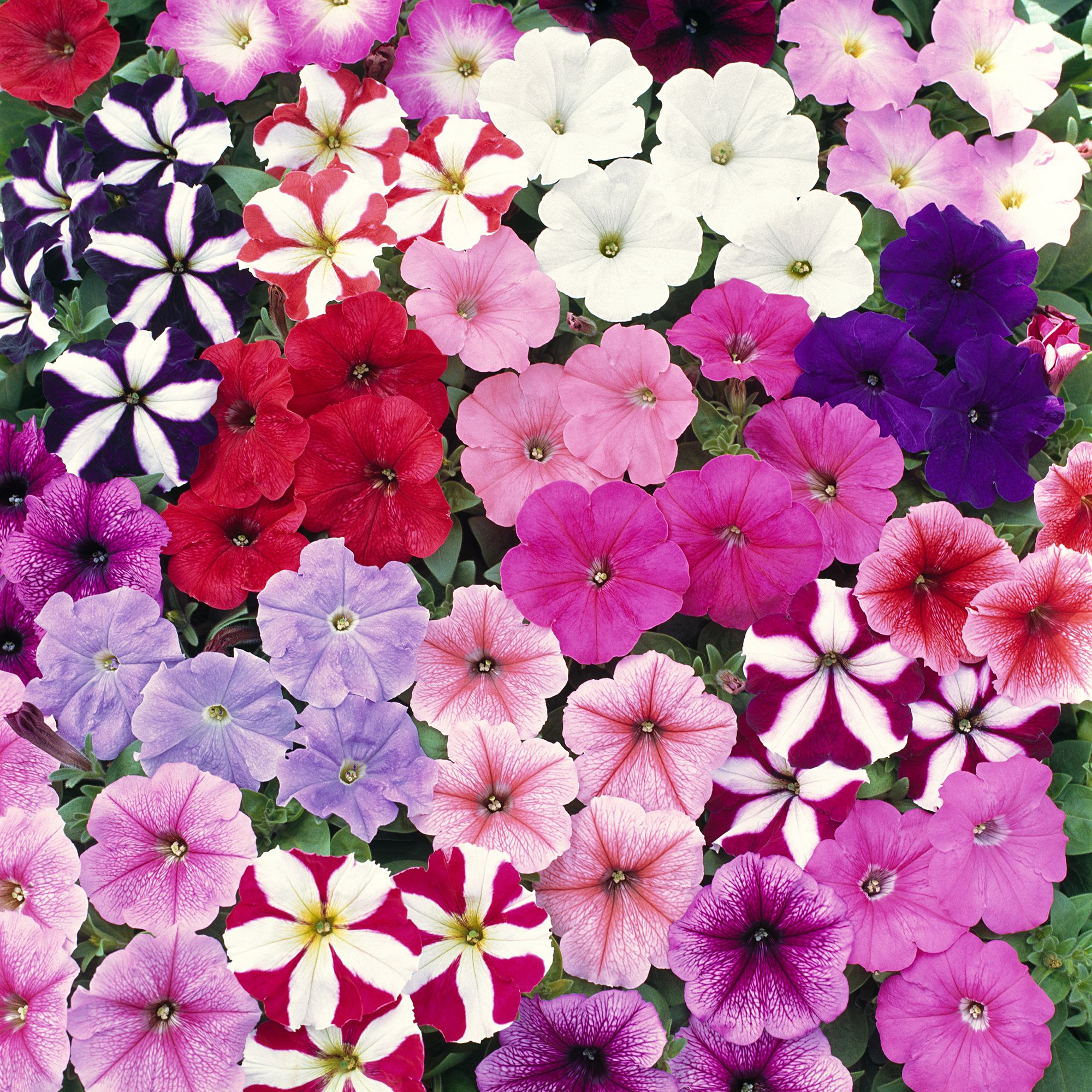 Image of Petunias summer bedding plant