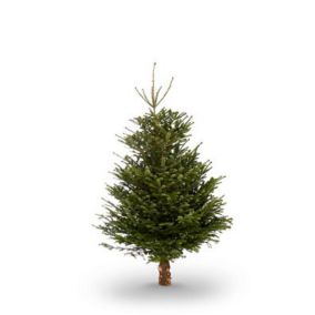 210-240cm Nordmann fir Large Full Cut christmas tree