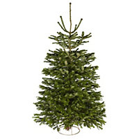 210-240cm Nordmann fir Medium Slim Cut christmas tree