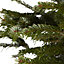 210-240cm Nordmann fir Medium Slim Cut christmas tree