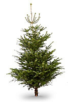 240-270cm Nordmann fir Extra large Full Cut christmas tree