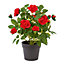 27cm Red Rose Artificial plant in Black Pot