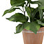 35cm White Hydrangea Artificial plant in Red Terracotta Pot