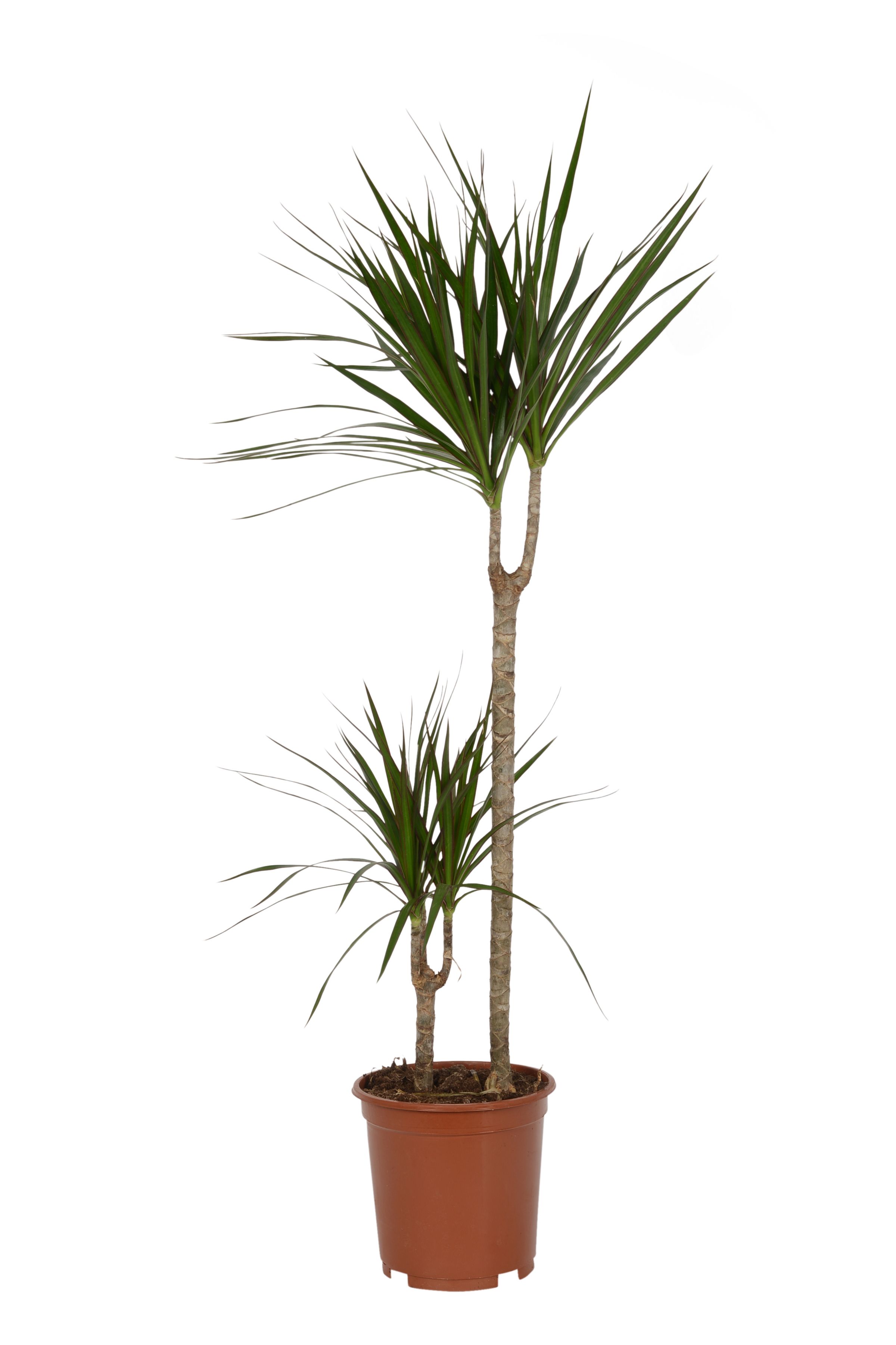 B&Q Dragon tree | Departments | DIY at B&Q