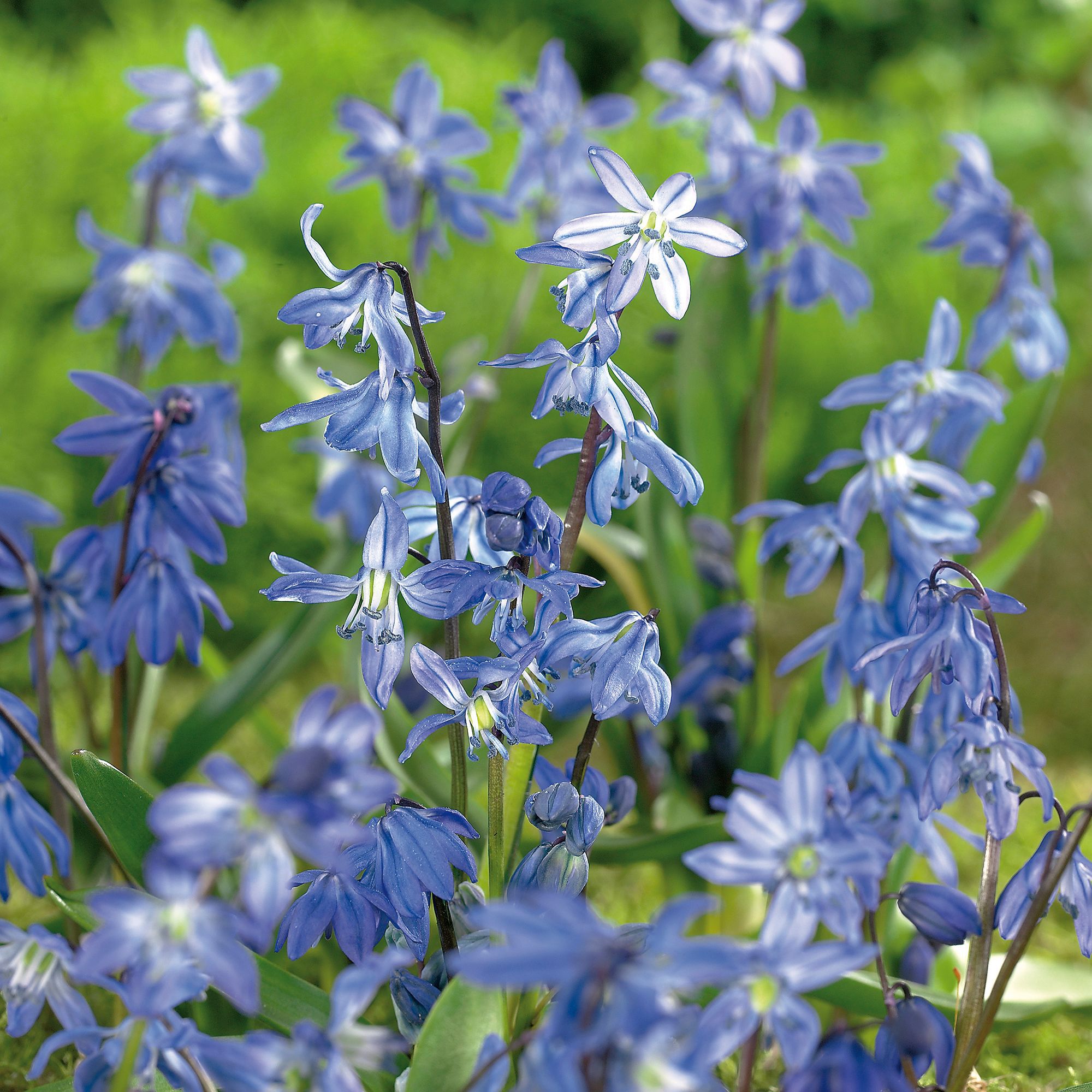 Scilla Scilla Siberica Bulbs Departments DIY at B&Q