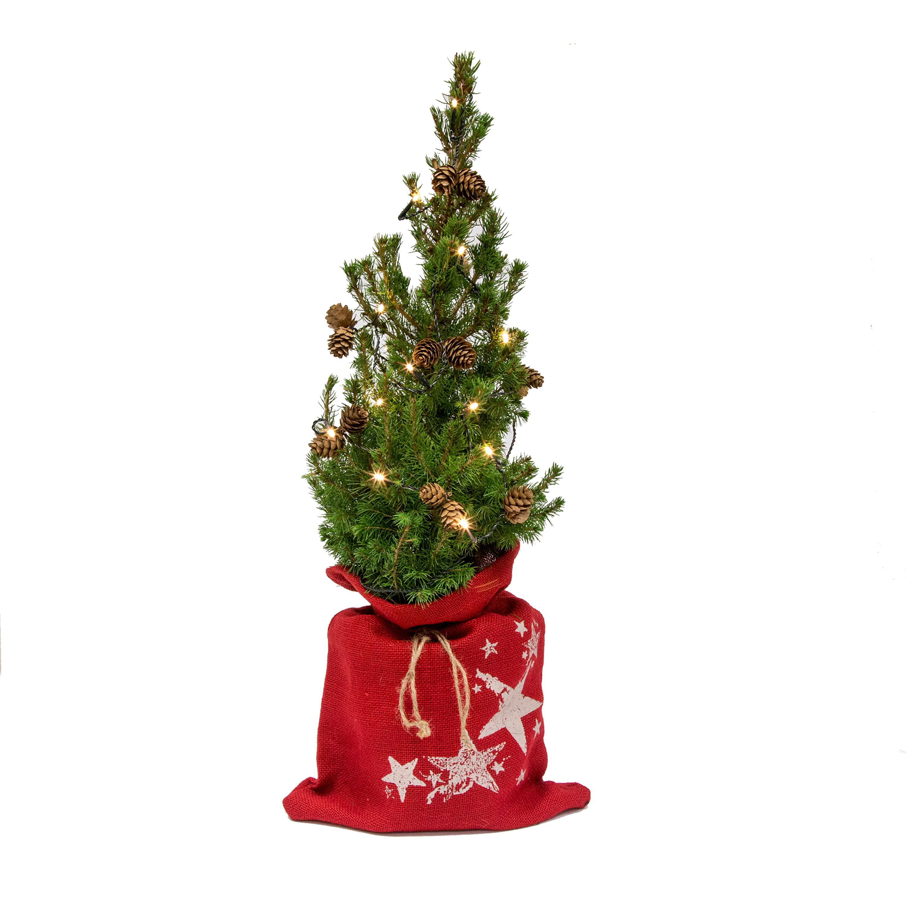 decorated-small-real-christmas-tree-with-lights-departments-diy-at-b-q