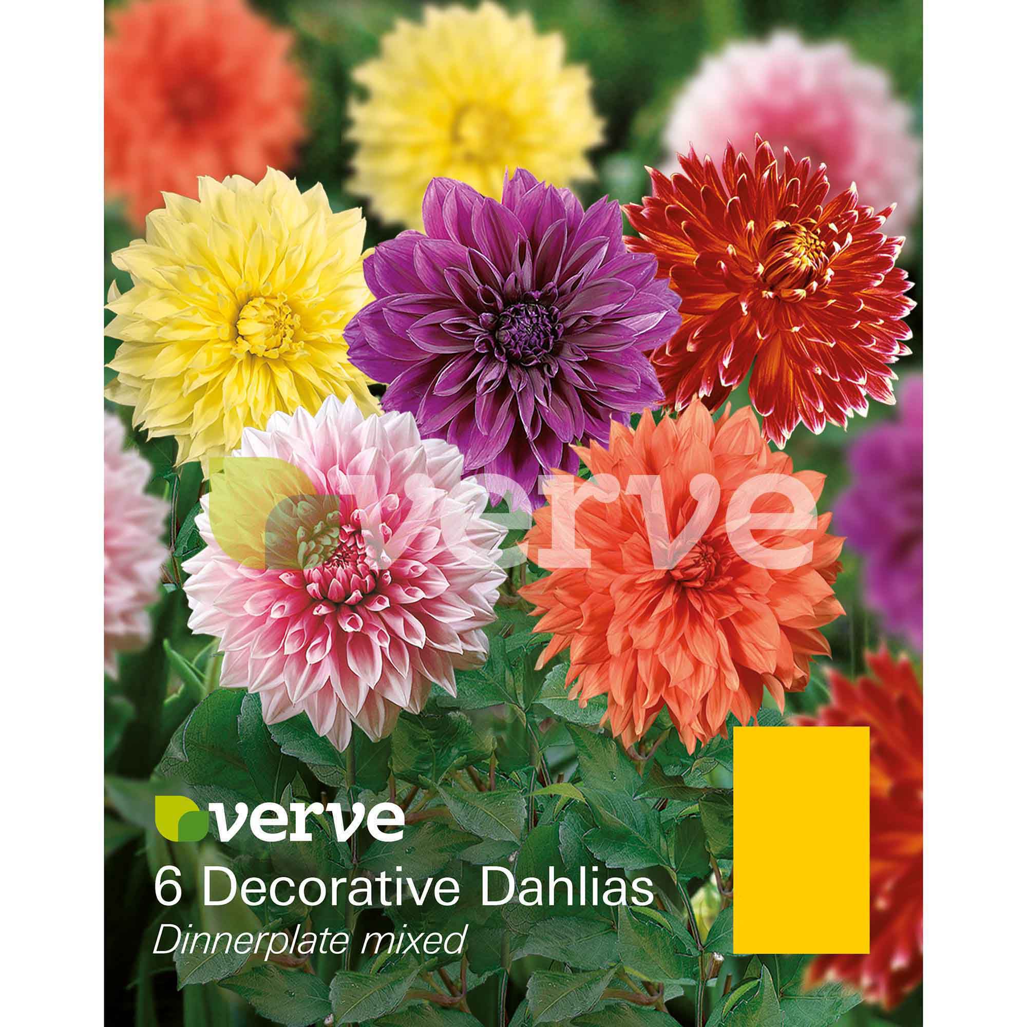 Decorative Dahlia Dinnerplate Mixed Bulbs | Departments | DIY At B&Q