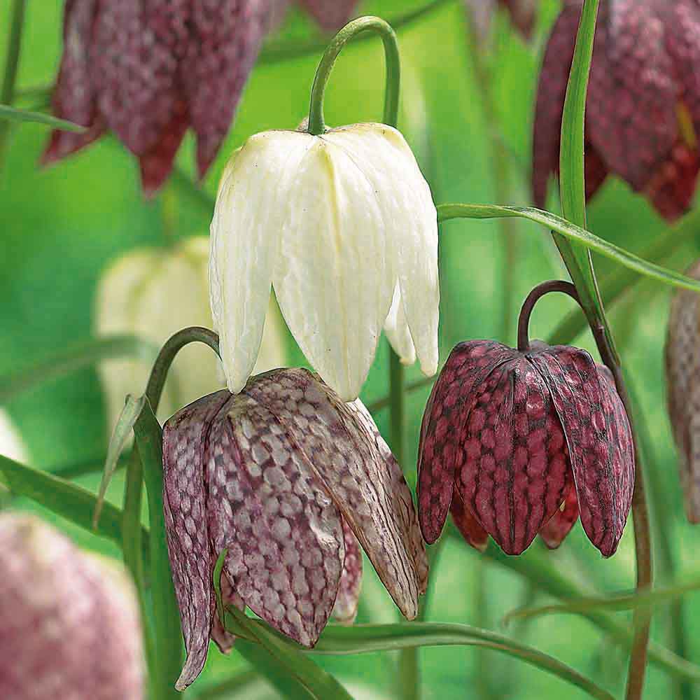 Snake's Head Fritillary Fritillaria Meleagris Mixed Bulbs | Departments ...