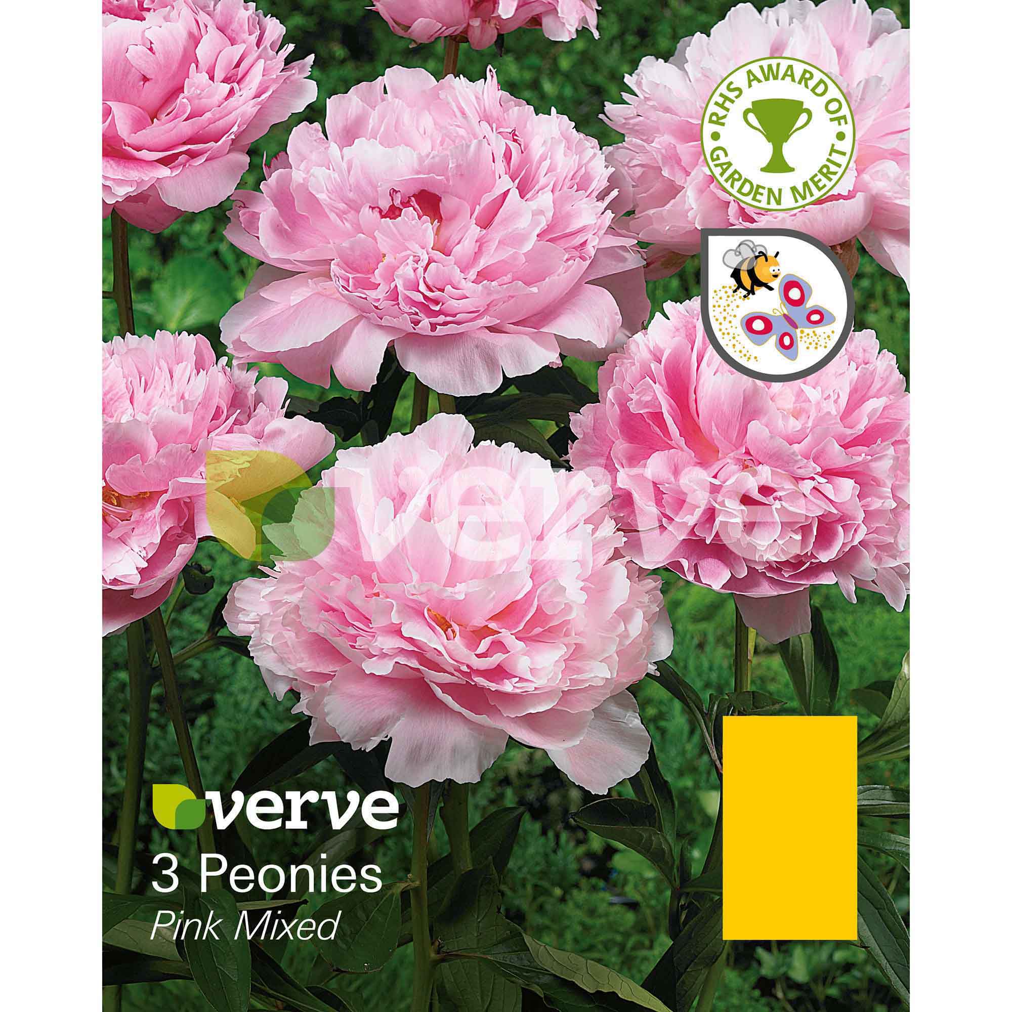 Peonies Pink Mixed Bulbs | Departments | DIY At B&Q