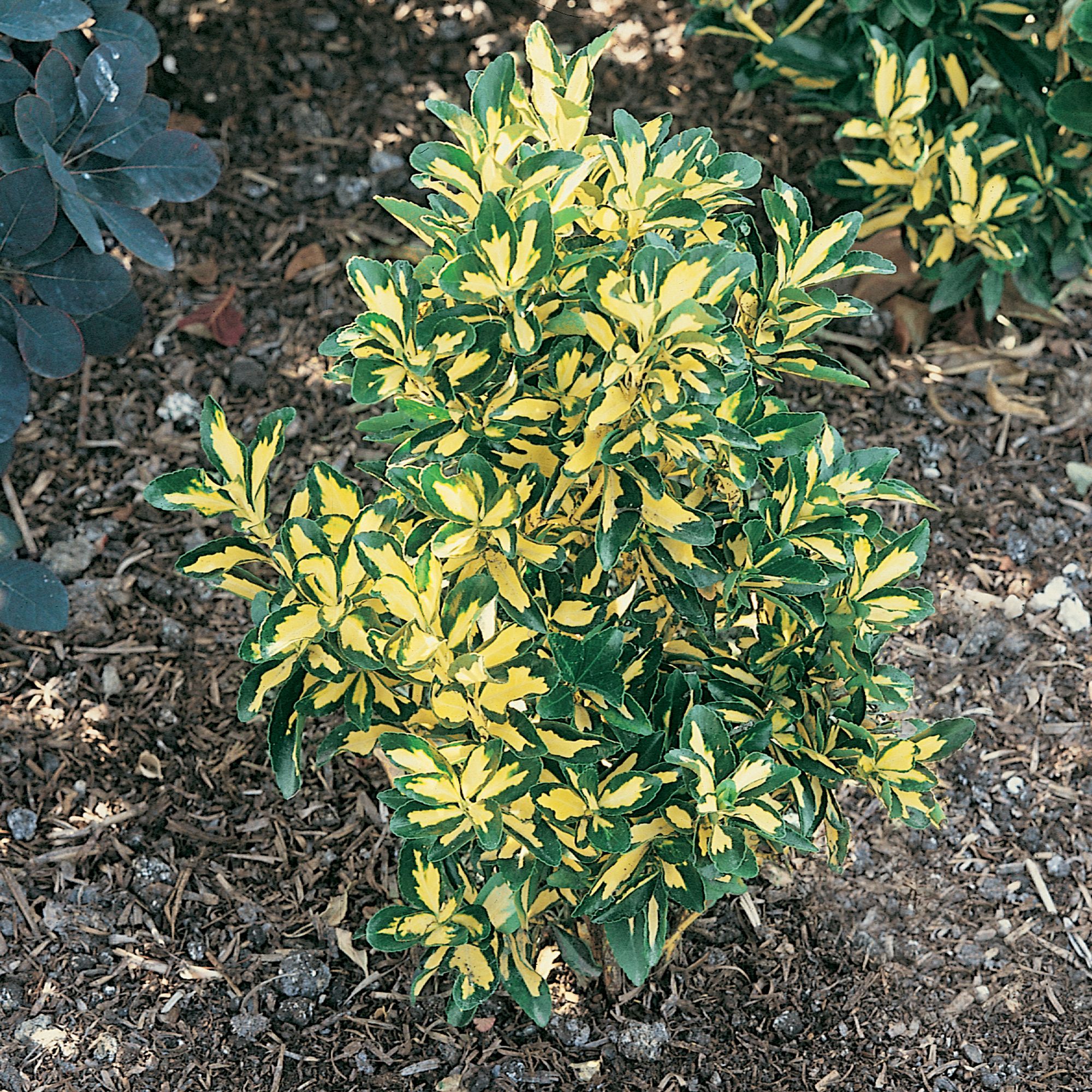 Euonymus aureopictus in Plastic pot | Departments | DIY at B&Q