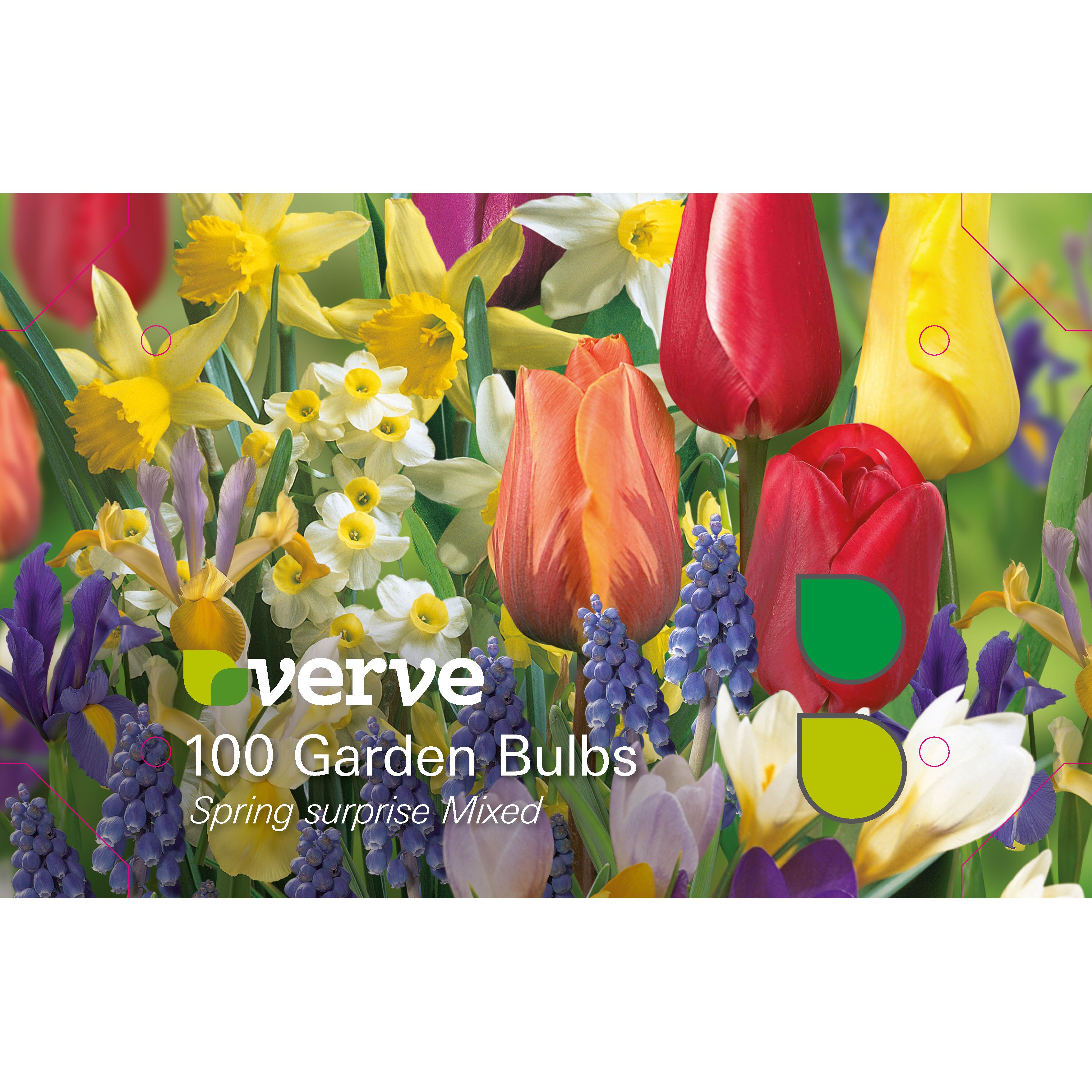 Spring surprise mixed Bulbs Departments DIY at B&Q