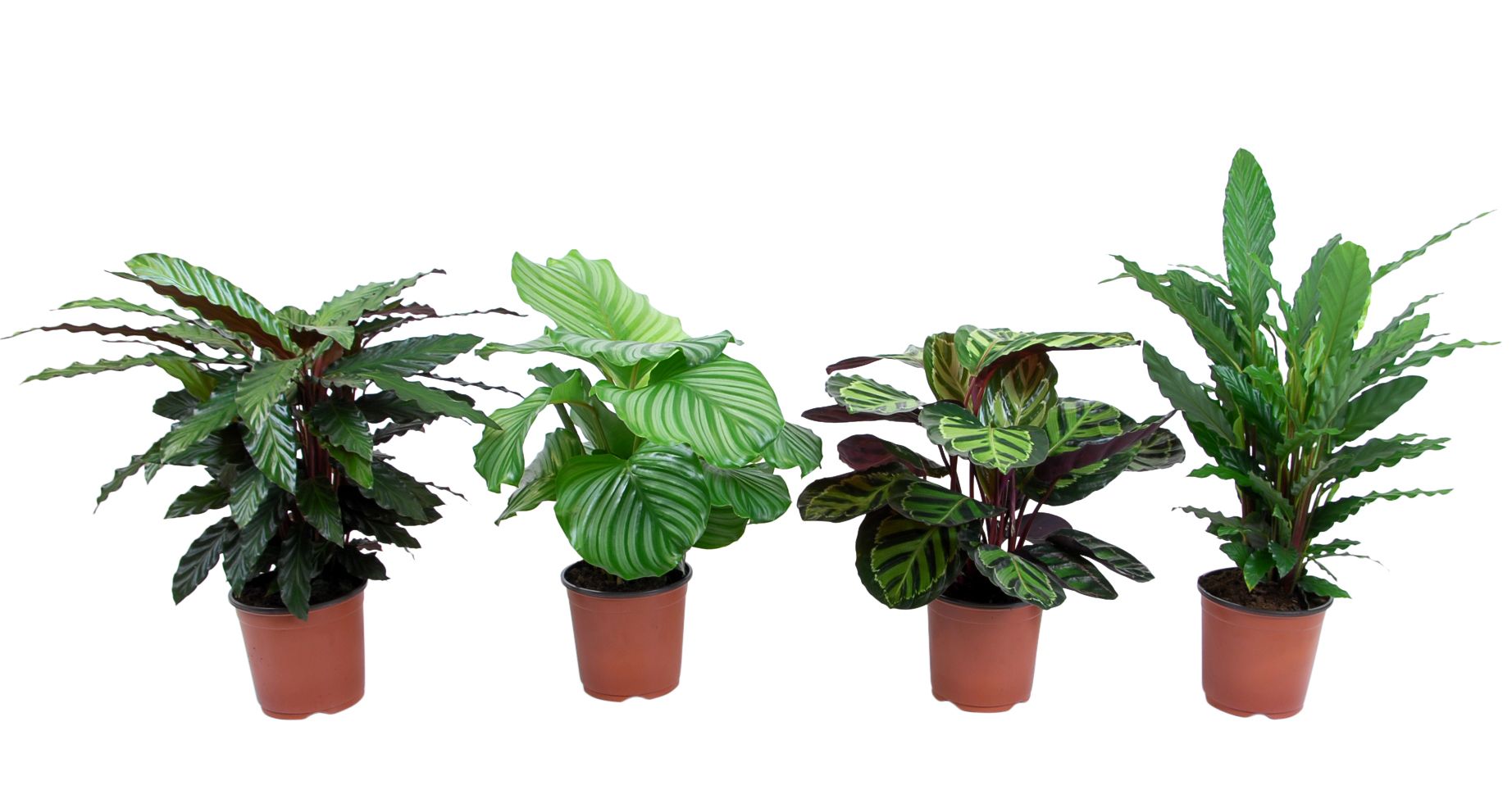 B&Q Prayer plant Departments DIY at B&Q