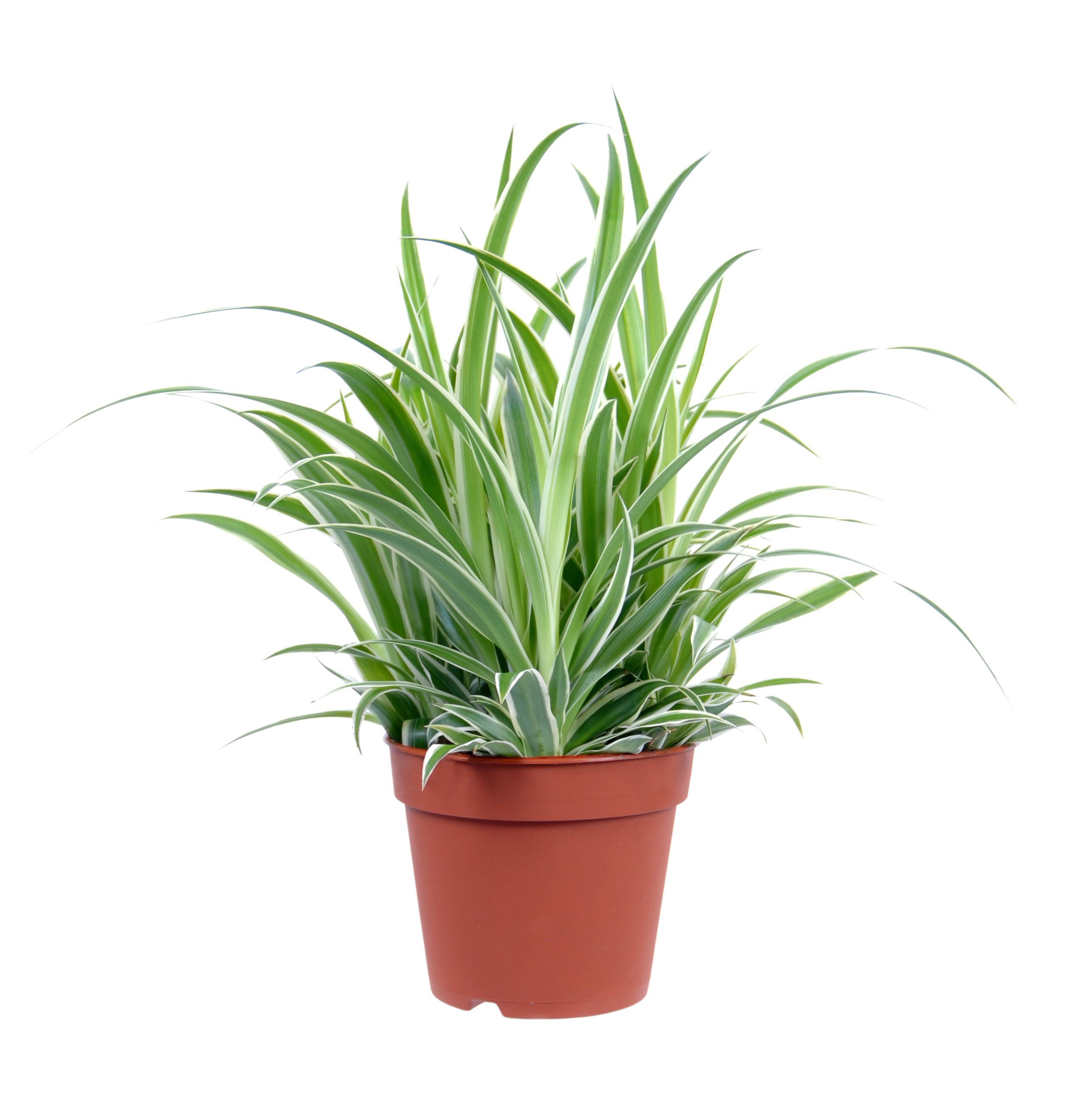 B&Q Spider plant Departments DIY at B&Q
