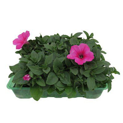 2 Assorted 6 pack summer bedding plants | Departments | DIY at B&Q