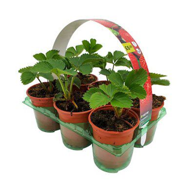 6 Elsanta 9cm strawberry plants | Departments | DIY at B&Q
