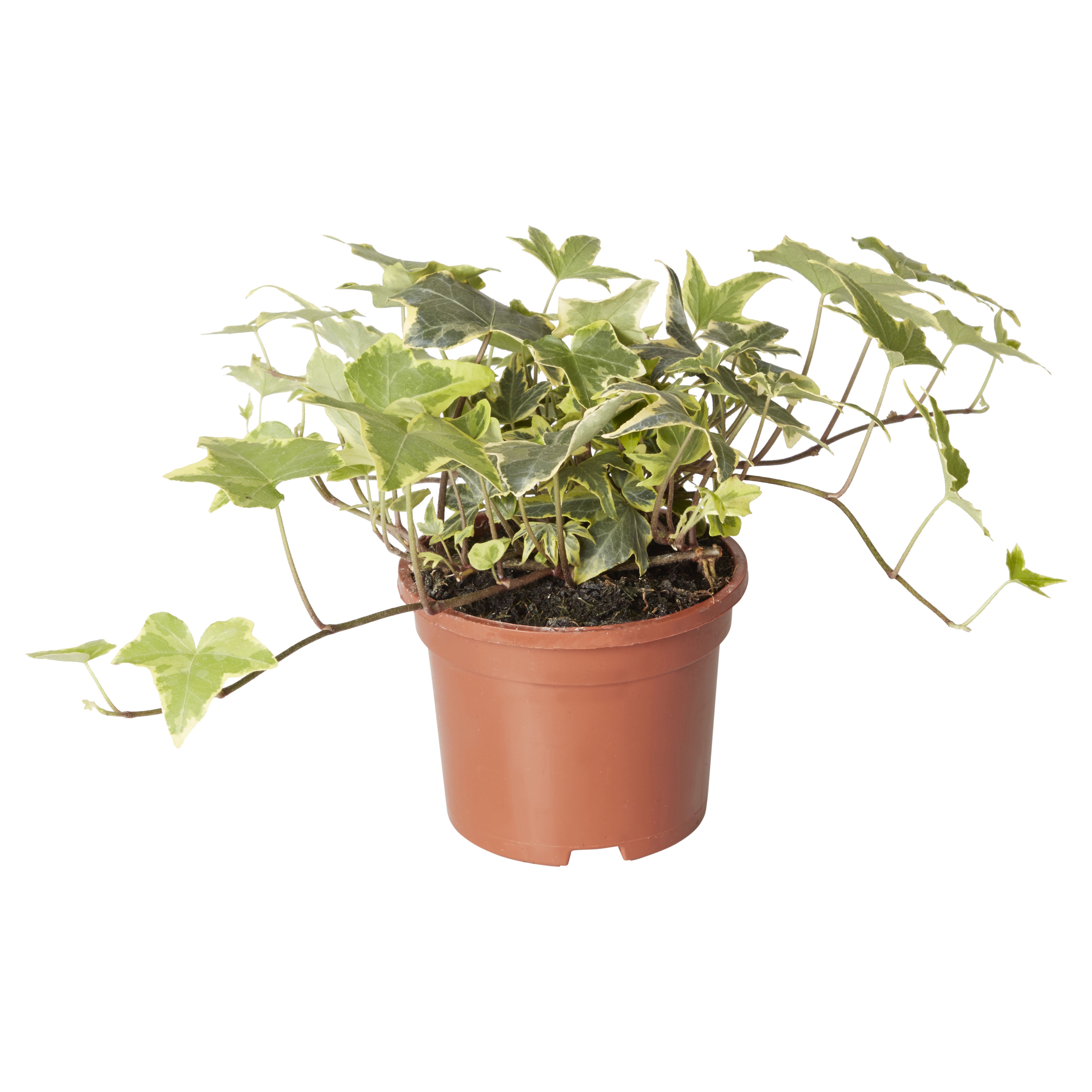 Climbing Ivy Autumn Bedding plant, 10.5cm Pot, Pack of 3
