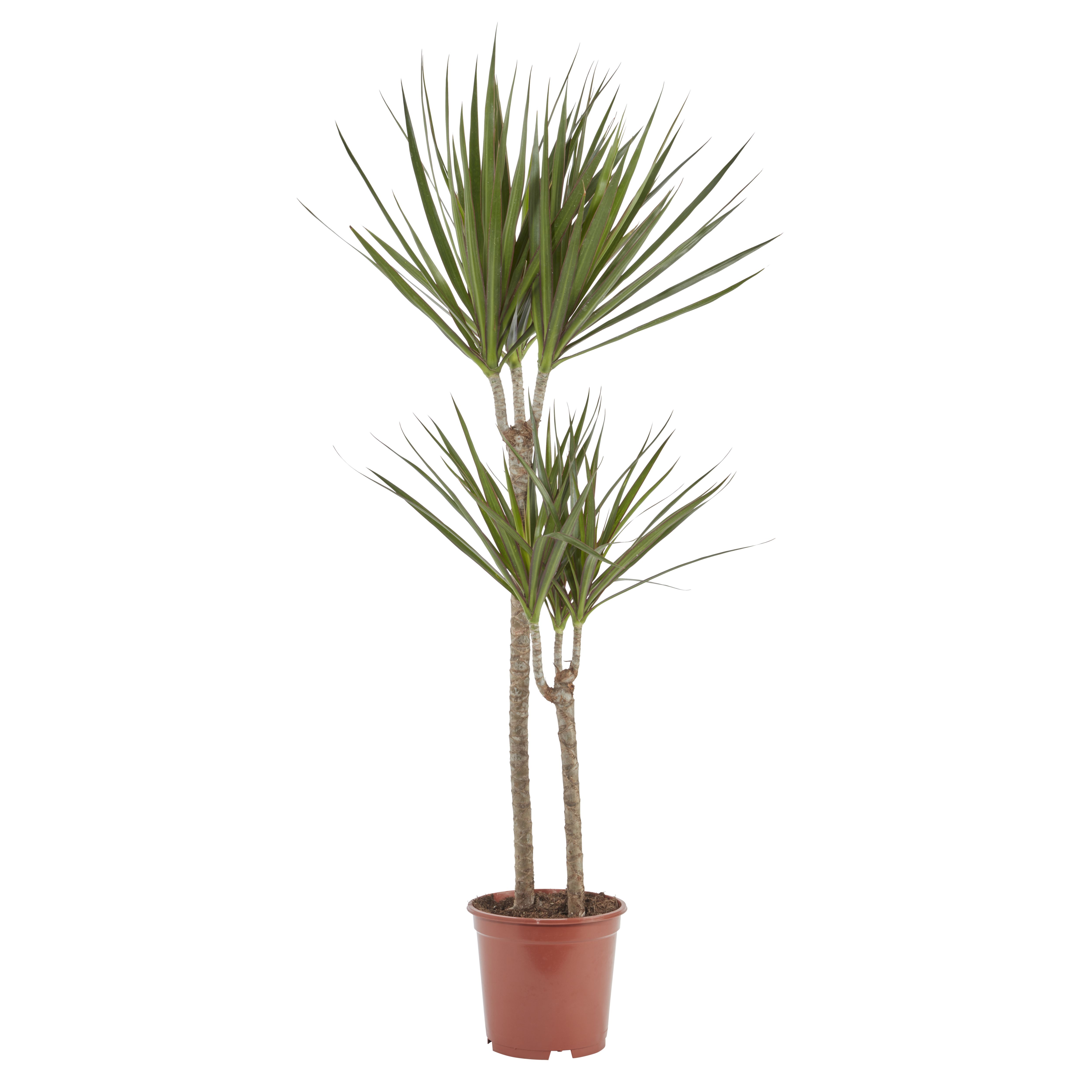 Madagascar dragon tree in 19cm Pot | Departments | DIY at B&Q