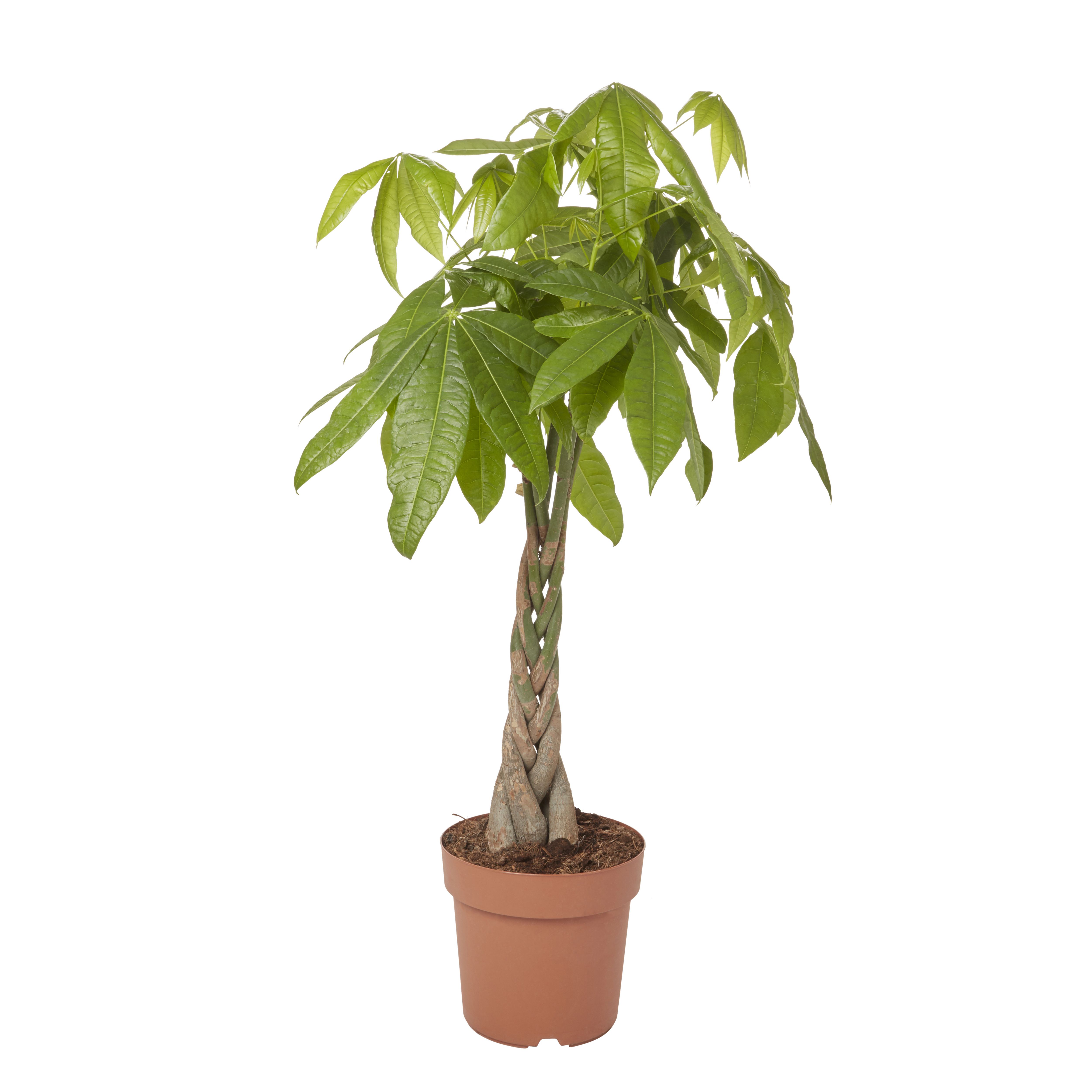 GoodHome Mexican fortune tree 24cm Departments DIY at B&amp;Q