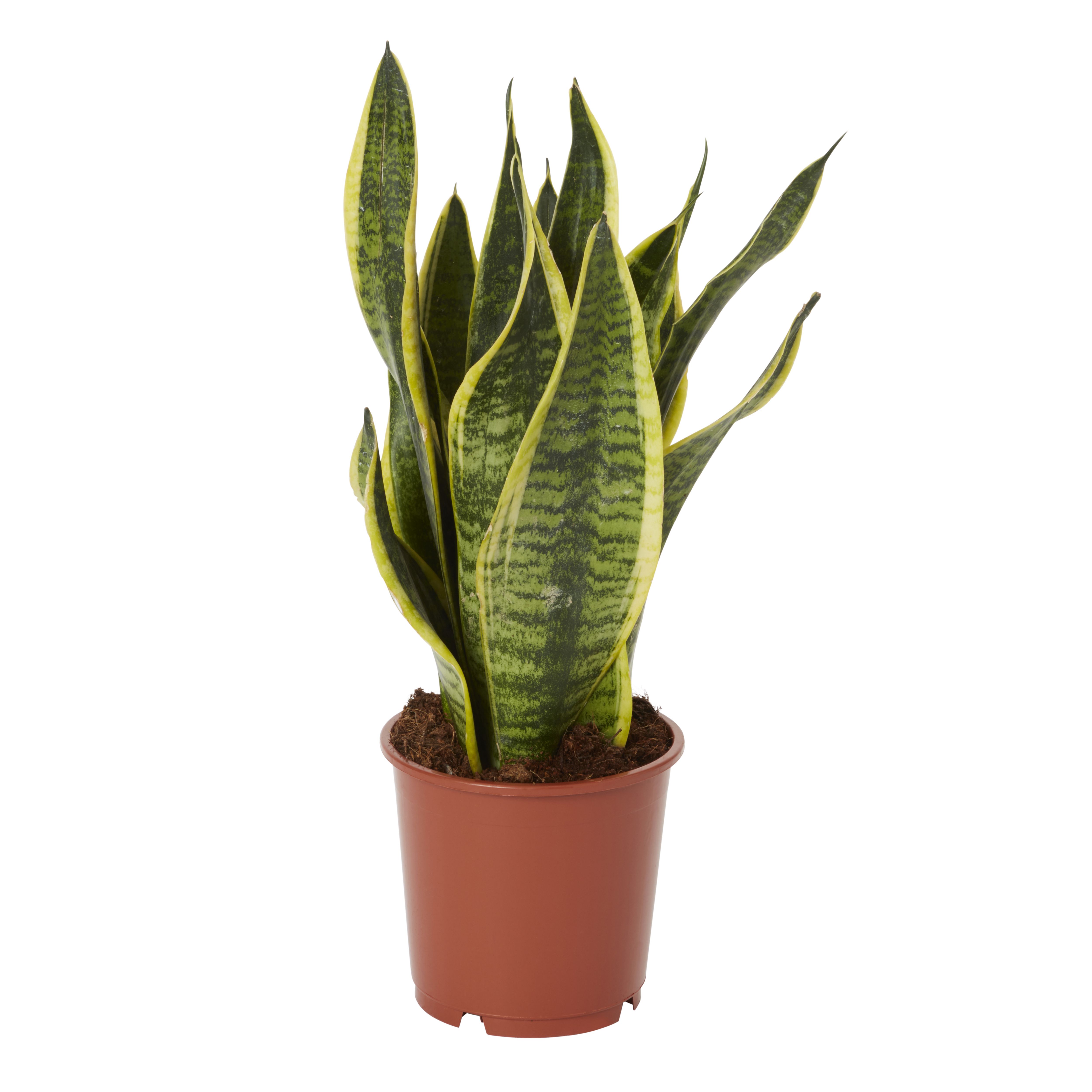 Snake plant in 14cm Pot | Departments | DIY at B&Q