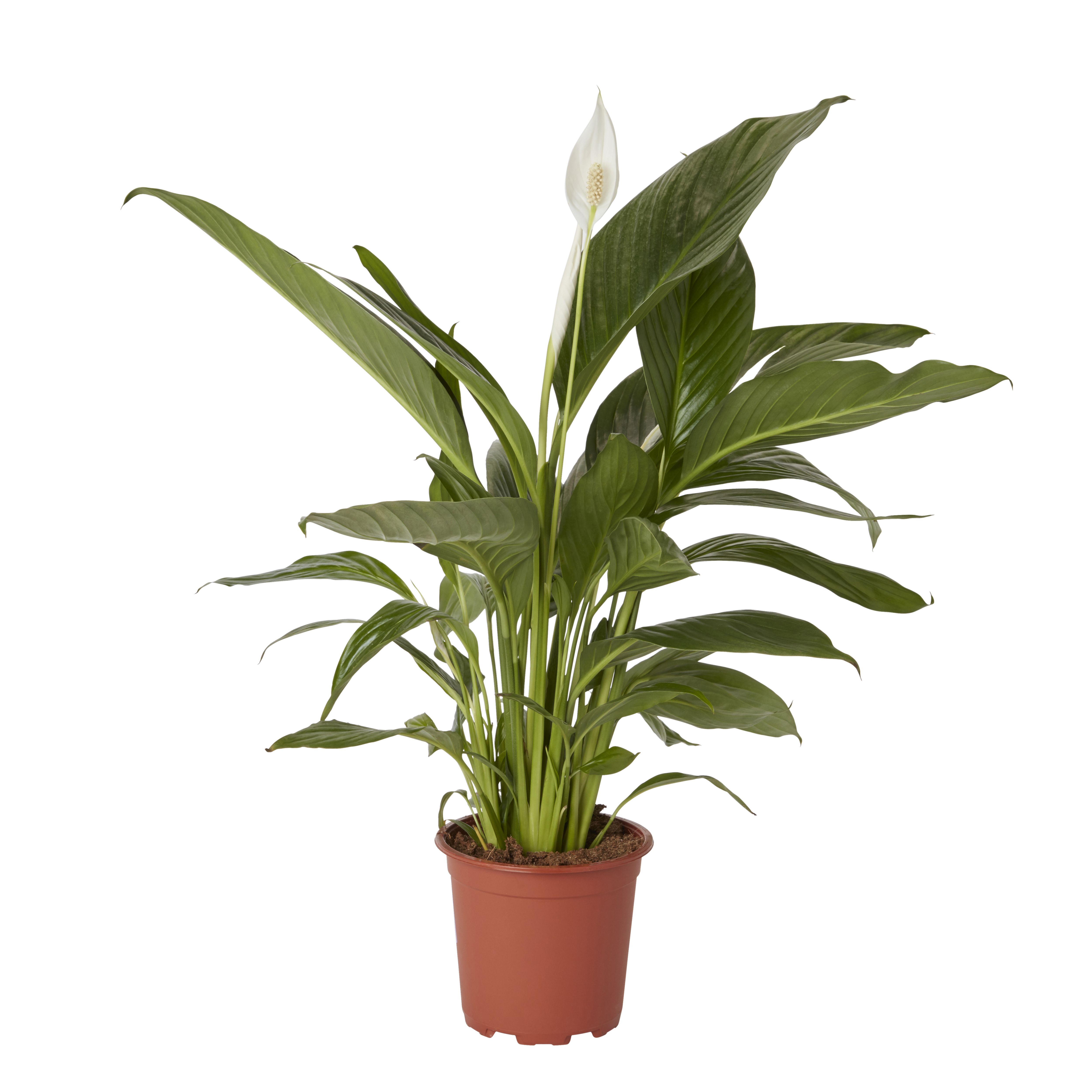 Peace lily in 17cm Pot Departments DIY at B&Q