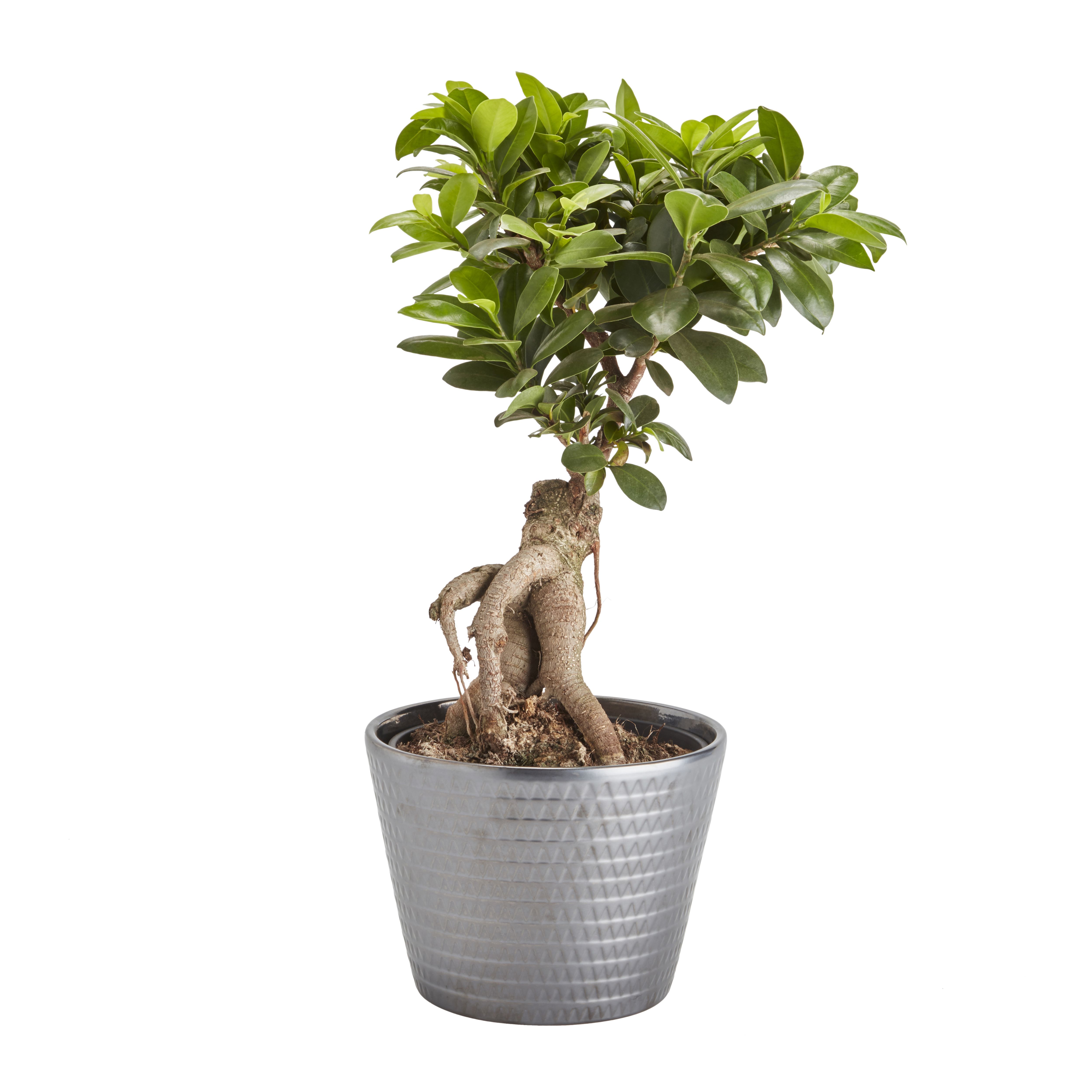 GoodHome Ficus  ginseng  bonsai  in ceramic pot  17cm 