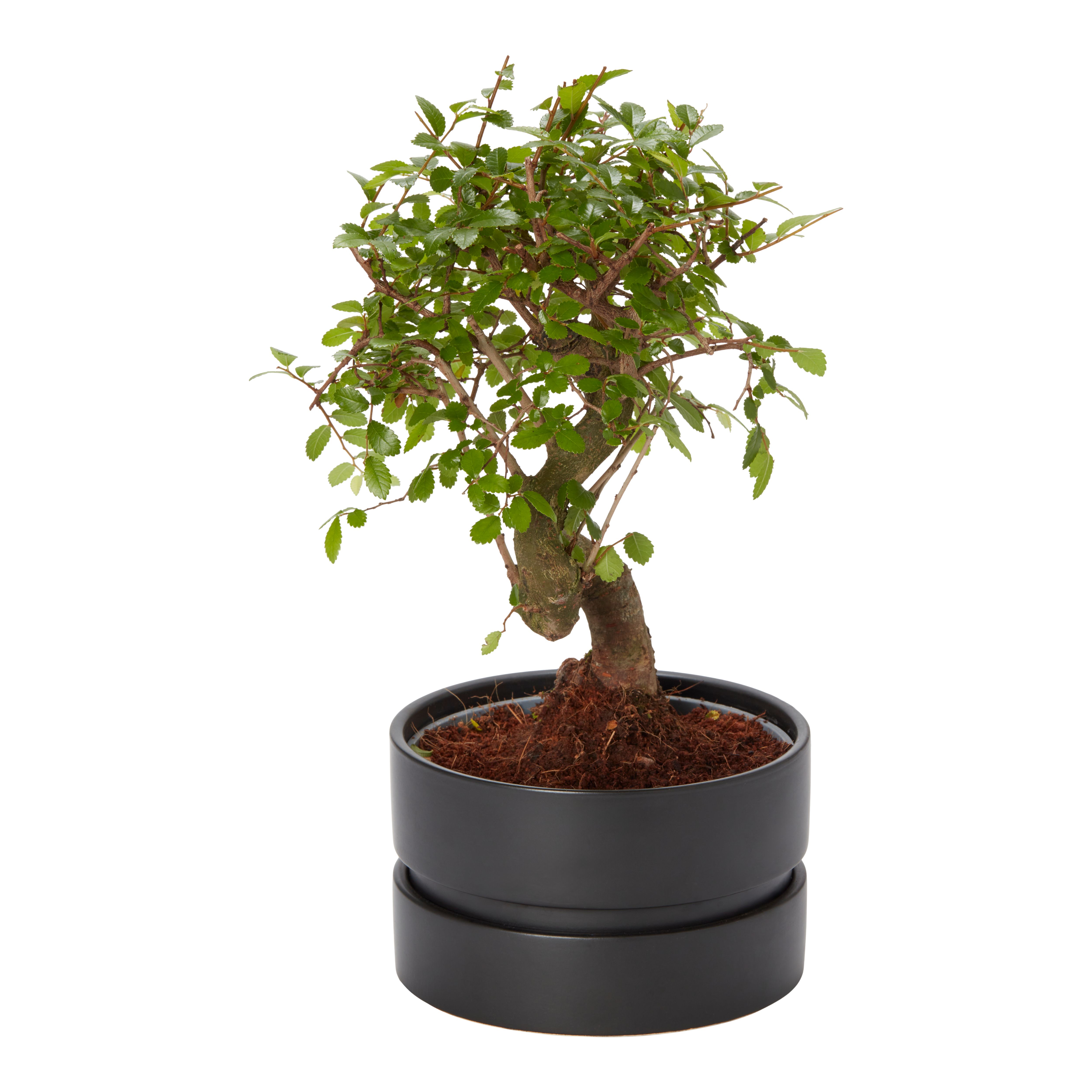 GoodHome Japanese Elm Bonsai In Ceramic Bowl 15cm | Departments | DIY ...