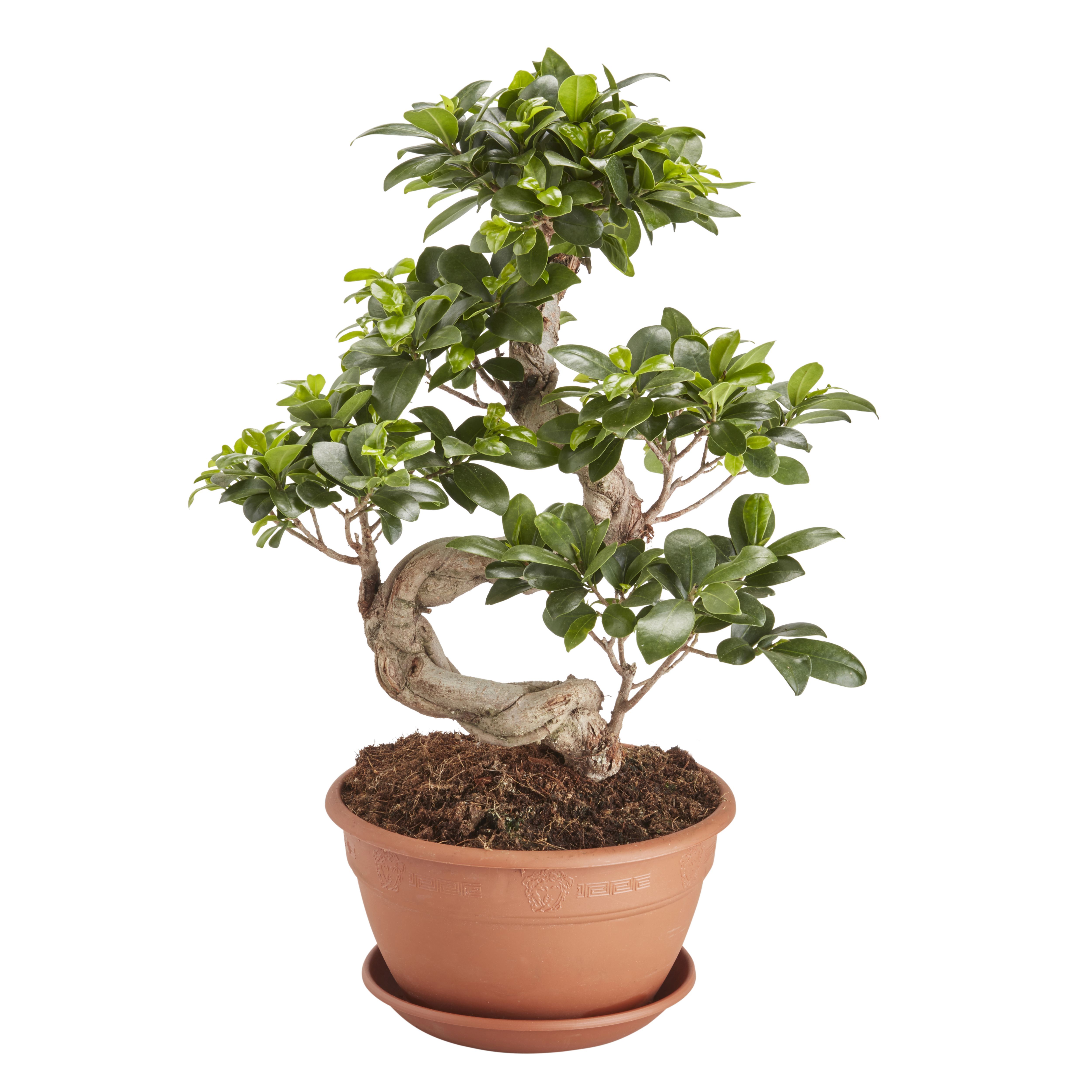 GoodHome Ficus ginseng bonsai 20cm Departments DIY at B&Q