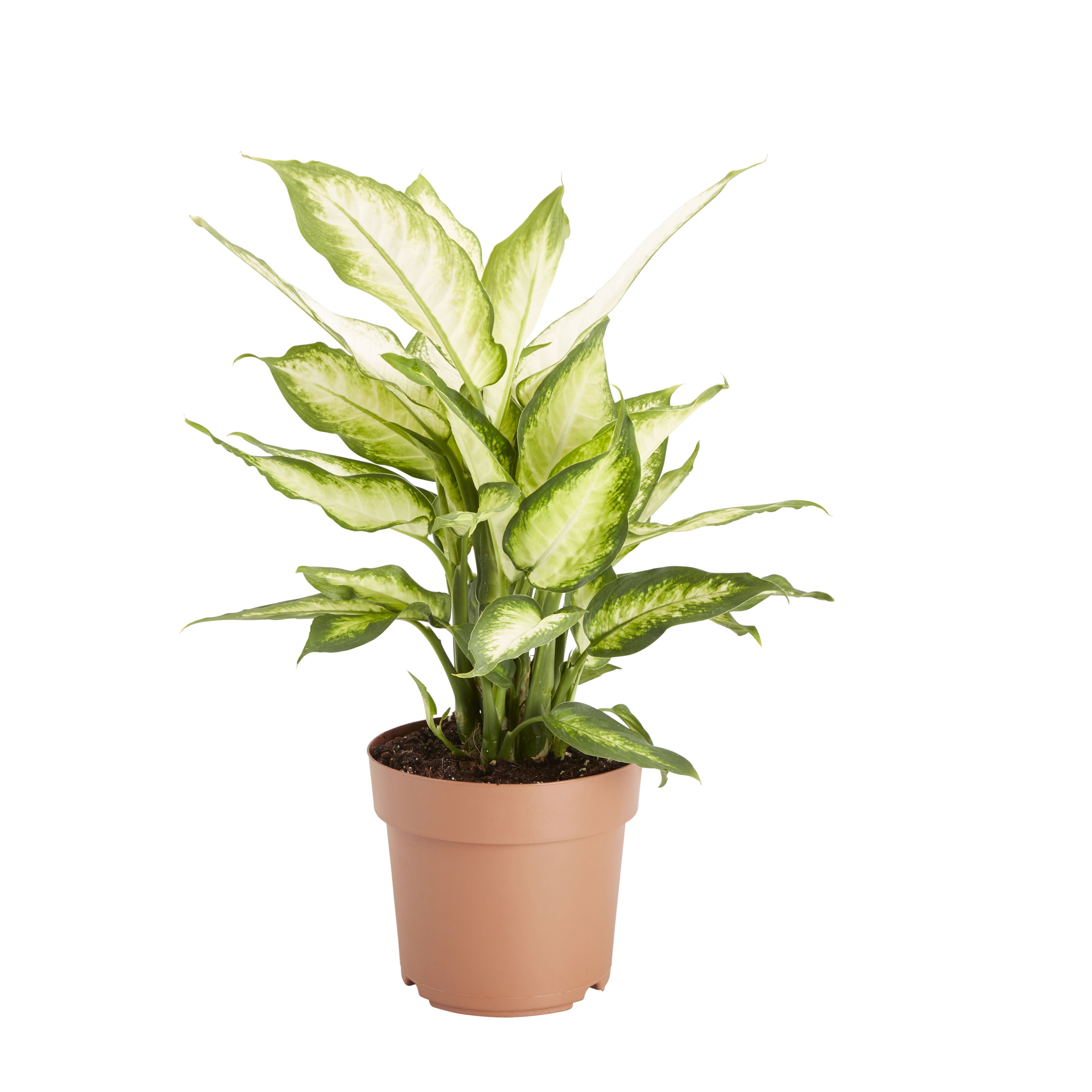 Leopard lily in 17cm Pot | Departments | DIY at B&Q