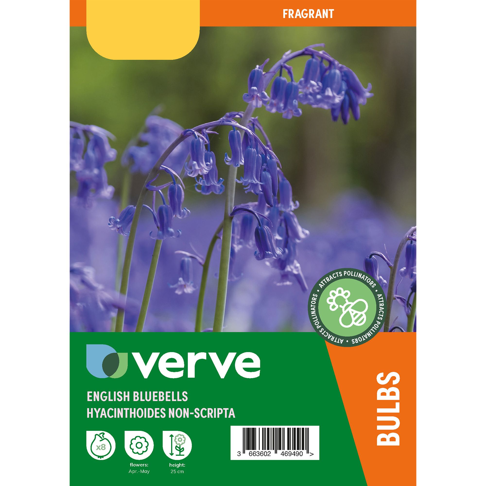 English Bluebells Bulbs, Pack of 5 Departments DIY at B&Q