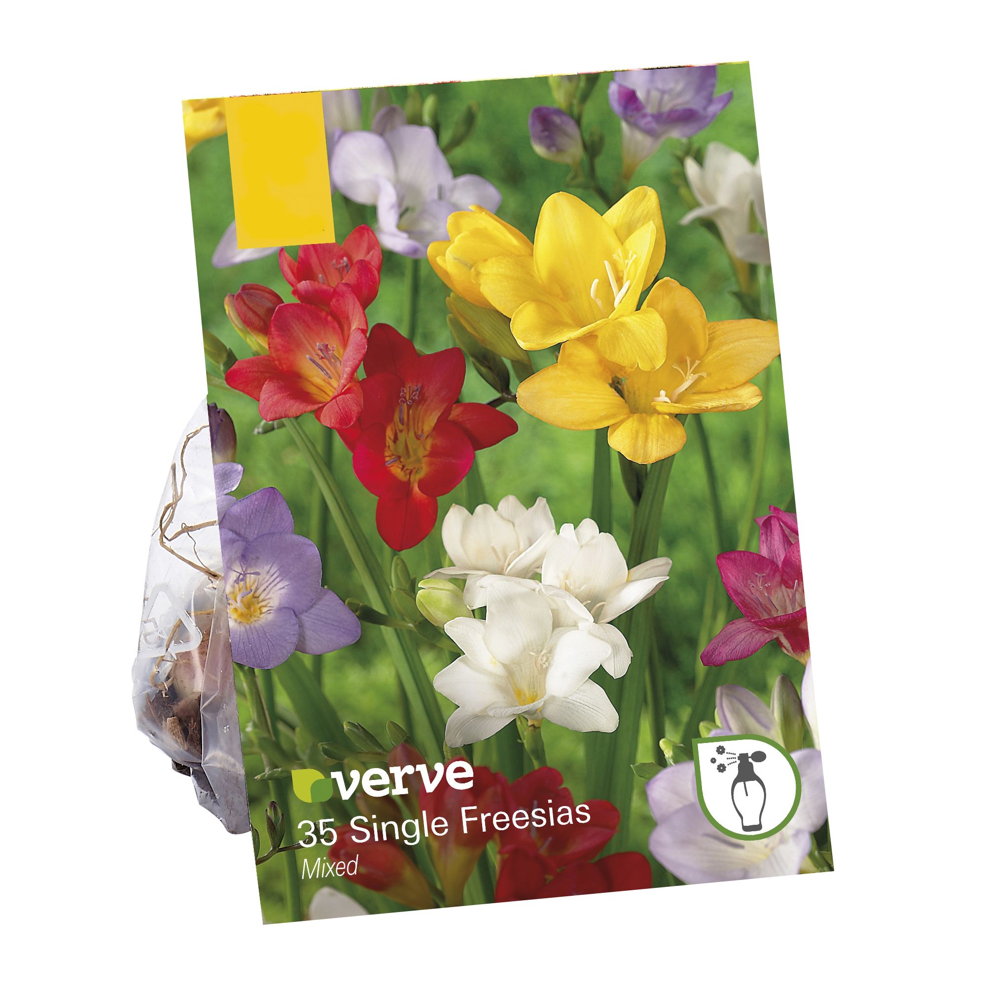 Freesia single mixed Flower bulb Departments DIY at B&Q