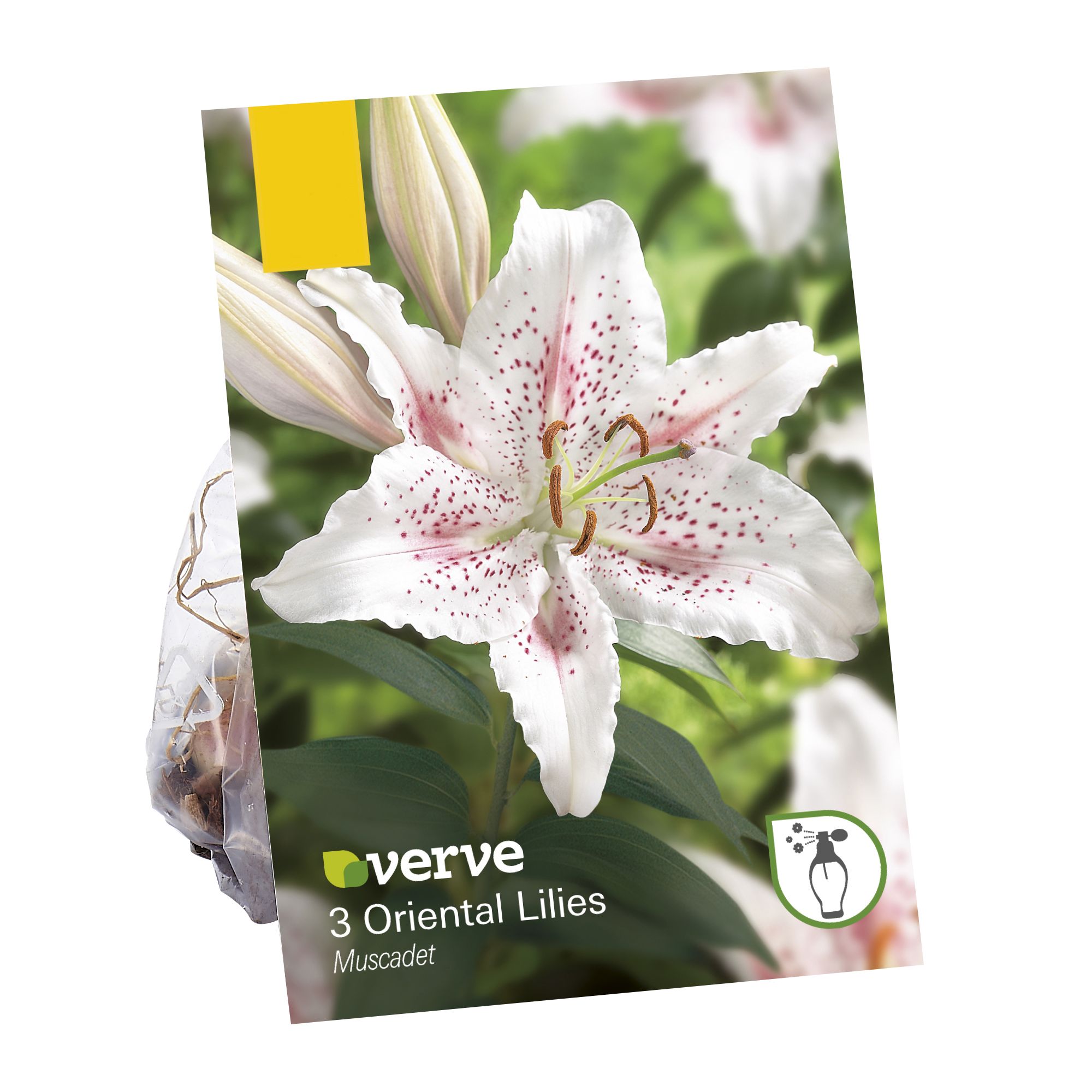 Lilium oriental Muscadet Flower bulb | Departments | DIY ...