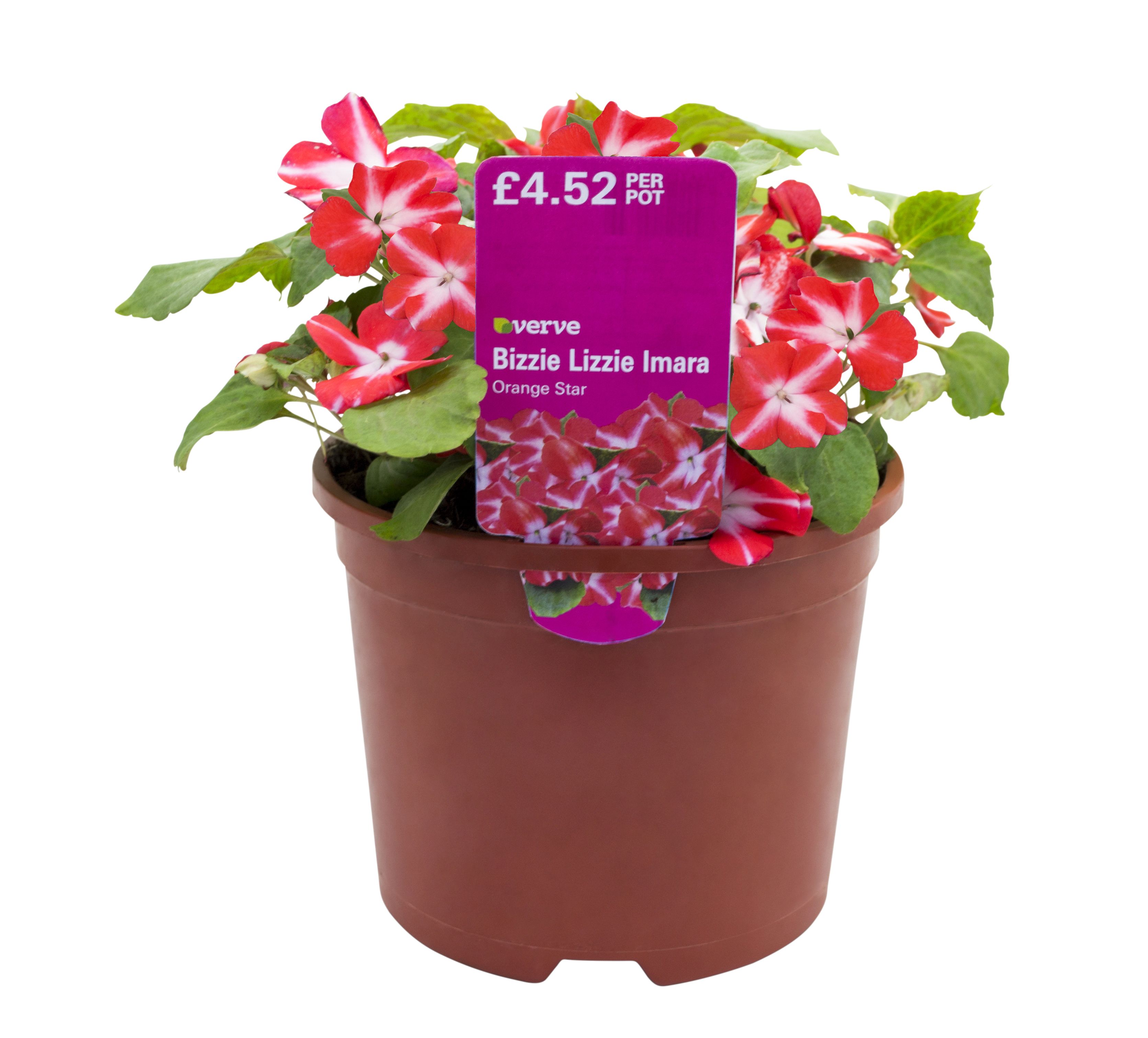 Verve Assorted Imara bizzie lizzies in Mixed pack Departments DIY