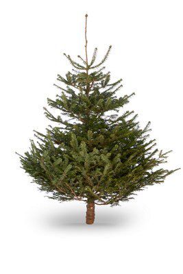 5ft Nordmann Fir Cut Christmas Tree | Departments | DIY At B&Q