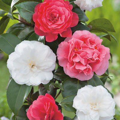 Verve Camellia Departments DIY at B&amp;Q