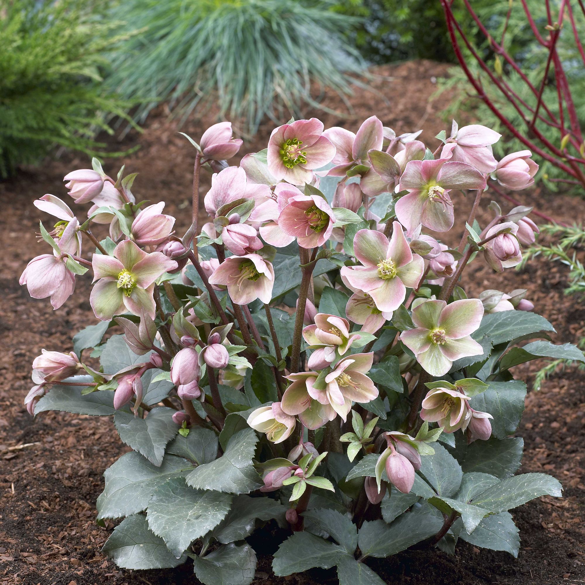 Assorted Hellebore in Pot | Departments | DIY at B&Q