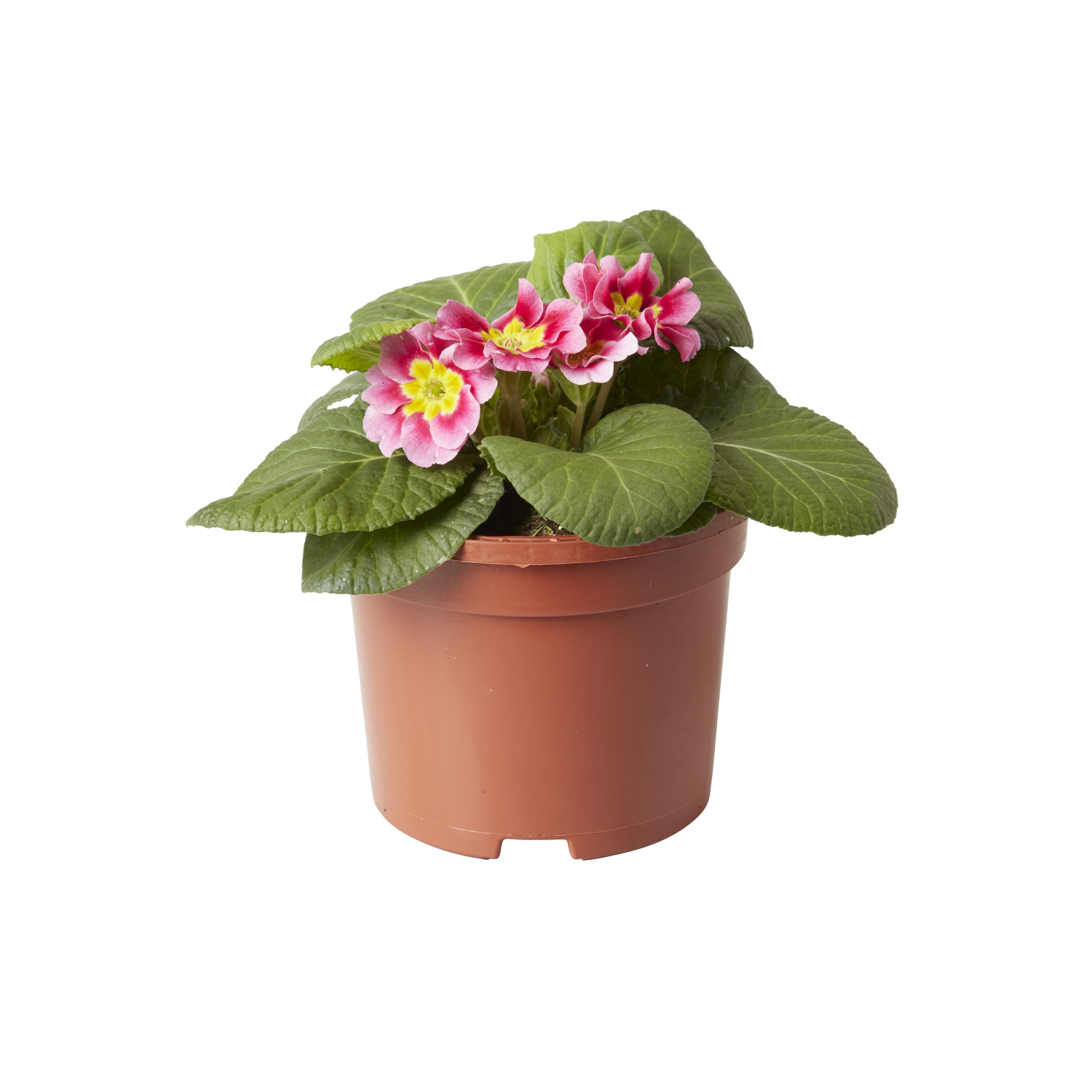 Primrose Mixed Autumn Bedding plant, 10.5cm Pot Departments DIY at B&Q