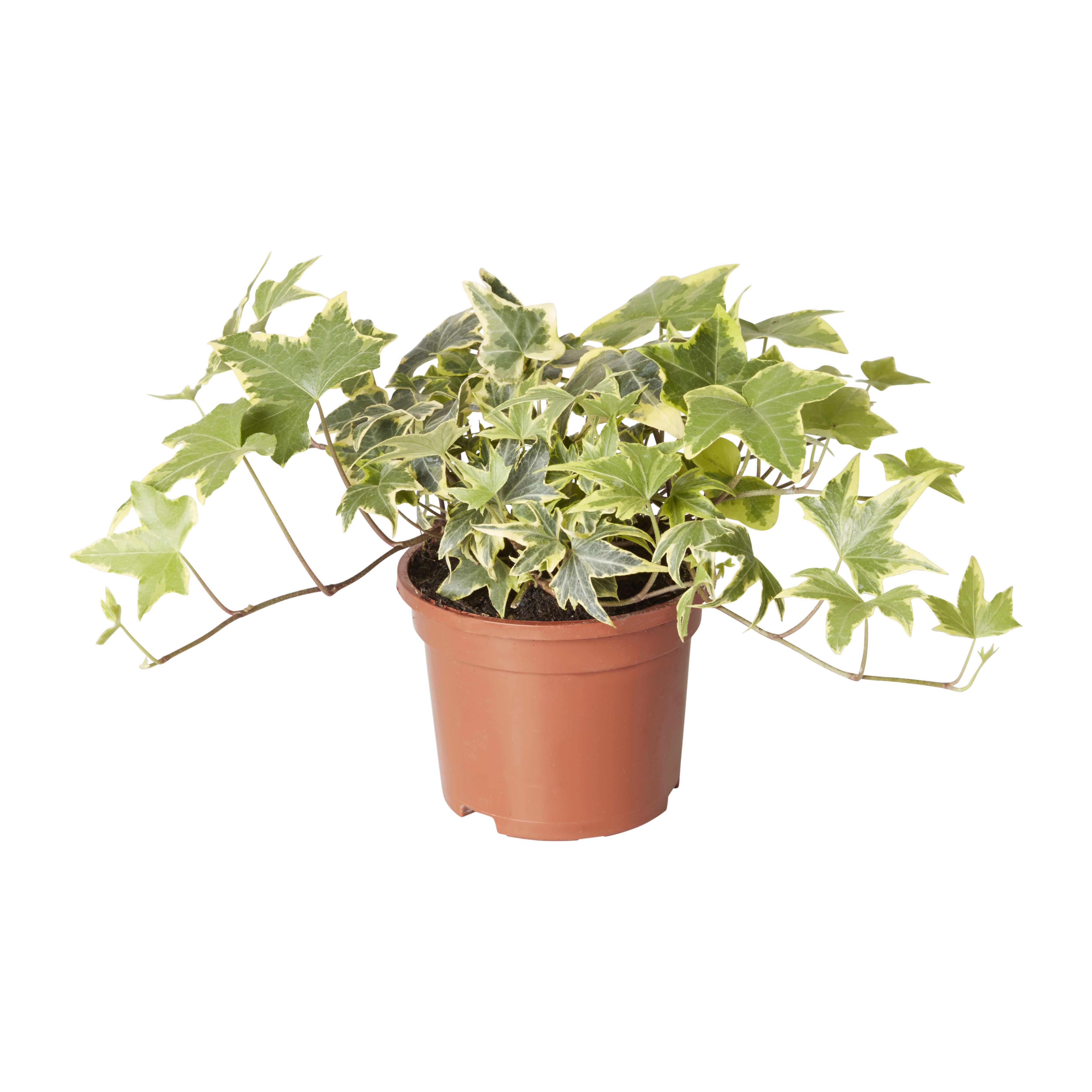 Climbing Ivy Autumn Bedding plant, 10.5cm Pot Departments DIY at B&Q