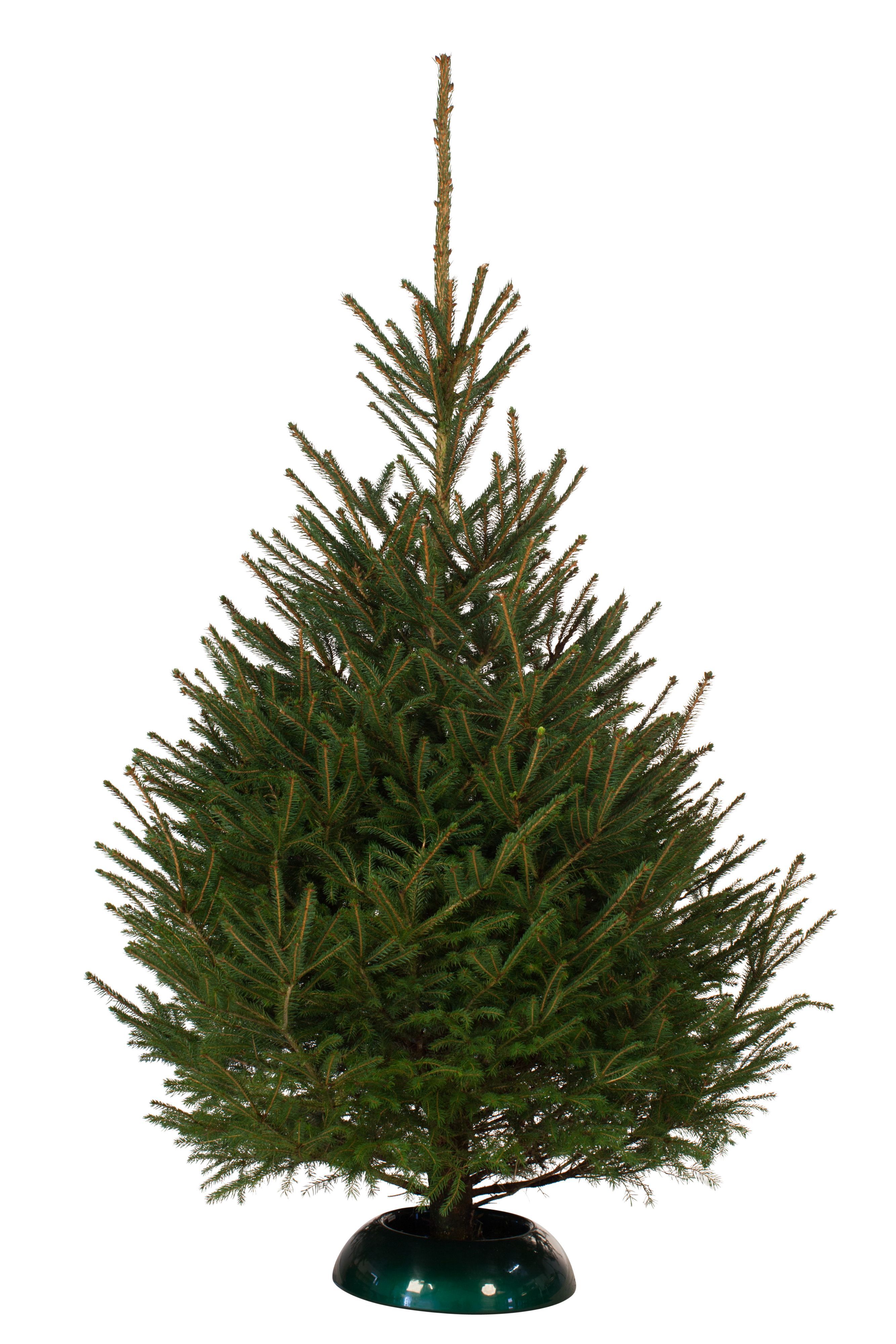 Norway spruce Real Christmas tree Departments DIY at B&Q