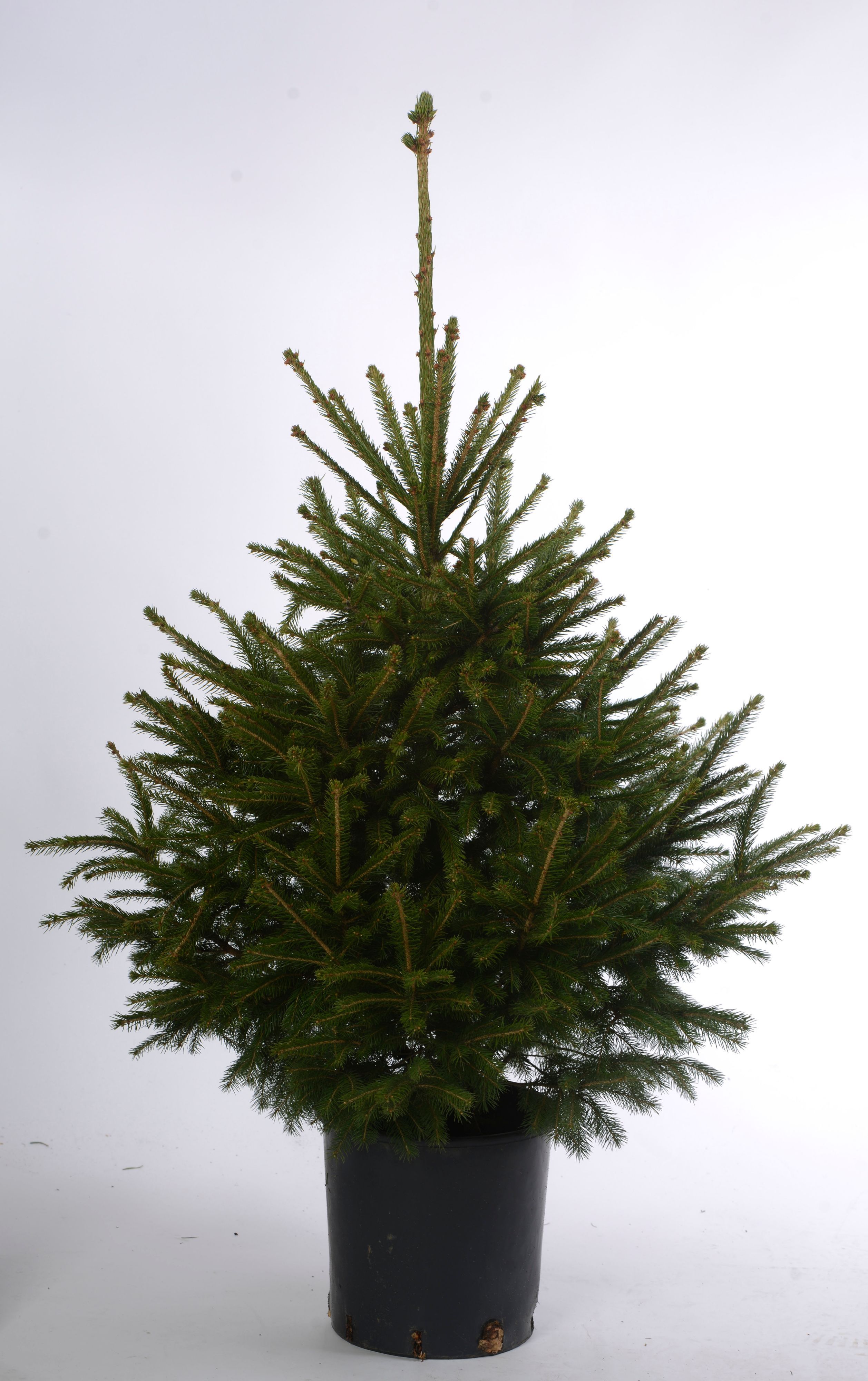 Norway spruce Real Christmas tree | Departments | DIY at B&amp;Q