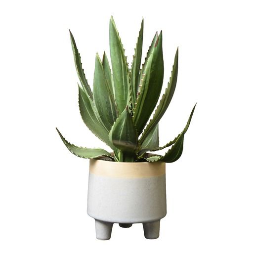 36cm Aloe Vera Artificial plant in Grey Ceramic Pot