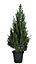 40-60cm Serbian spruce Pot grown Christmas tree